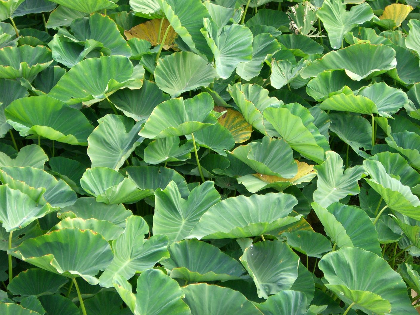Kalo Leaf