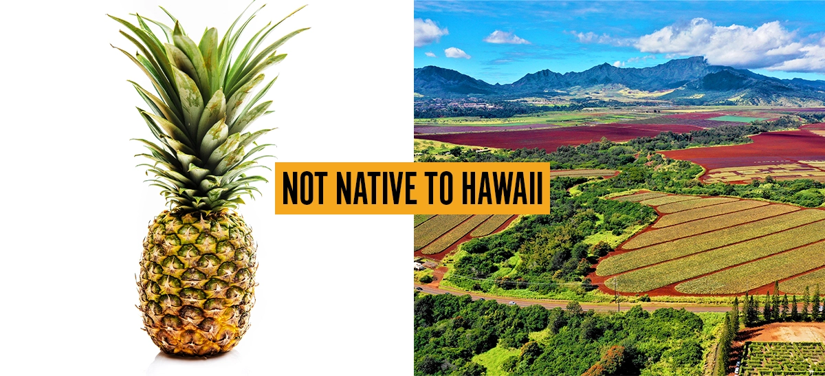 Two-panel graphic with a whole pineapple on a white background beside an aerial view of large agricultural fields in Hawaii, overlaid with the text NOT NATIVE TO HAWAII.