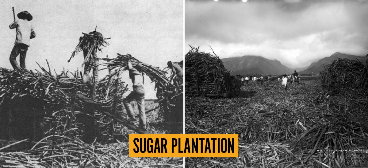 Two black-and-white historical photographs of sugar plantation workers harvesting sugarcane in Hawaii, labeled SUGAR PLANTATION.
