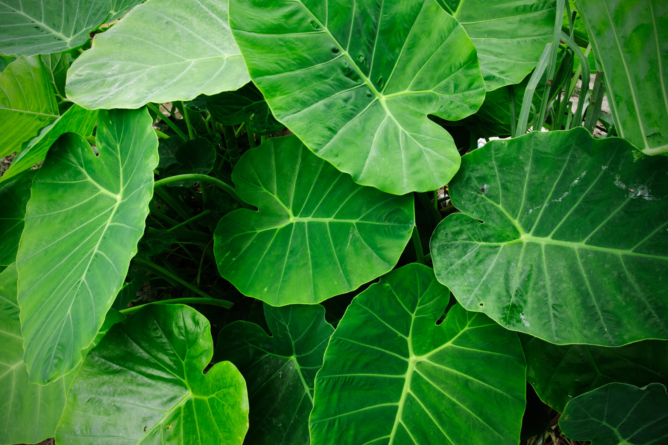 close-up of large heart-shaped luau (taro) leaves growing on the plant, glossy deep green with pale visible veins, still on the stem before harvesting